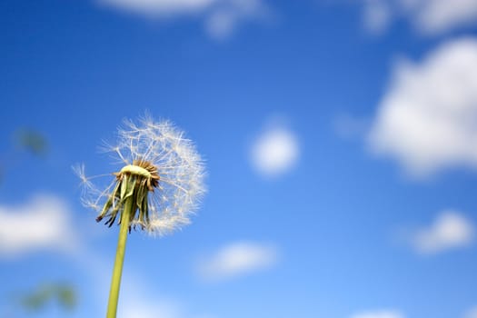 Beautiful dandelion