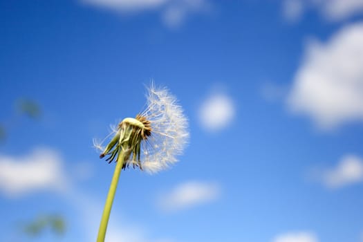 Beautiful dandelion