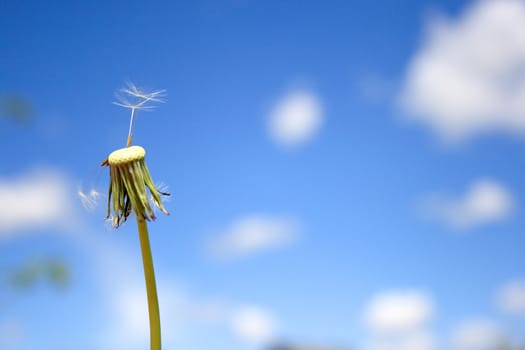 Beautiful dandelion