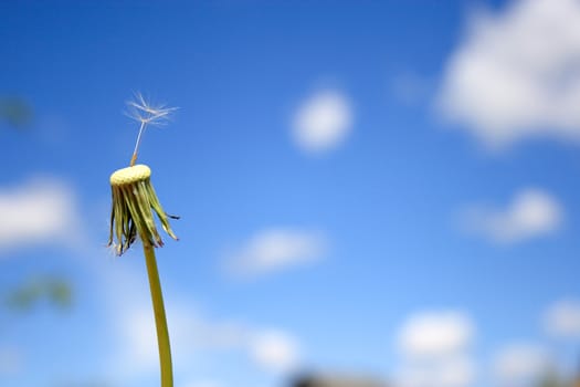 Beautiful dandelion