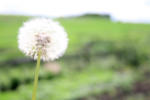 Beautiful dandelion