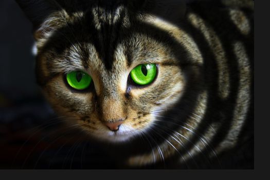 Black cat with green eyes