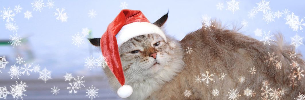 Christmas banner, cat santa