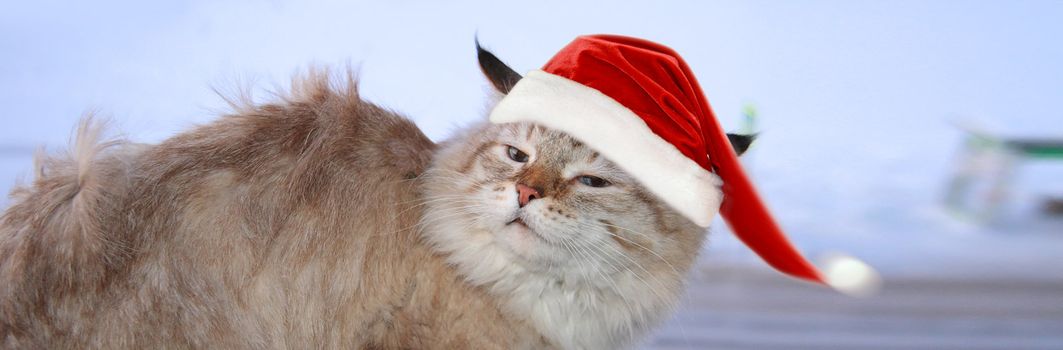 Christmas banner, cat santa