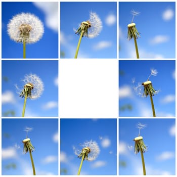 Beautiful dandelion collage