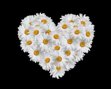 Love, heart of daisies