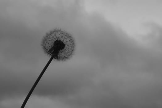 Beautiful dandelion