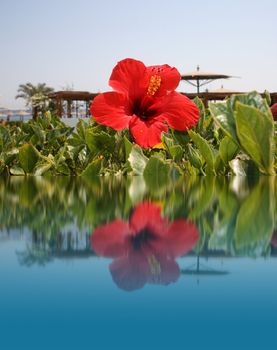 Red flower on water, beach resort
