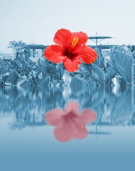 Red flower on water, beach resort