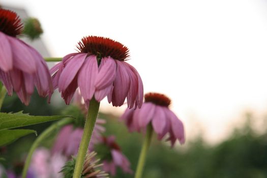 Summer flowers