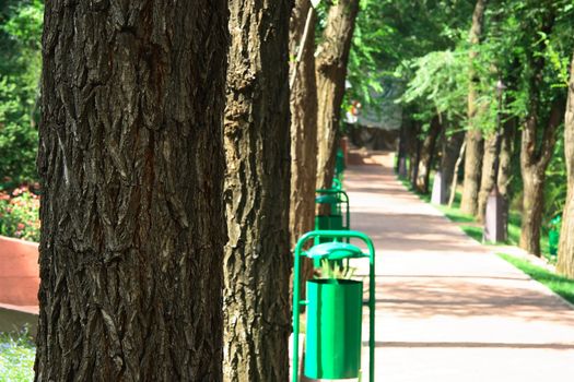 Avenue in park