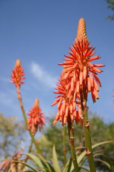 flowers of the aloe vera plant against a blue sky