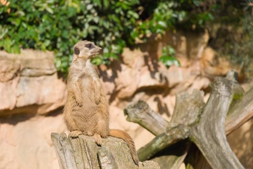 Meerkat sits and looking to the right