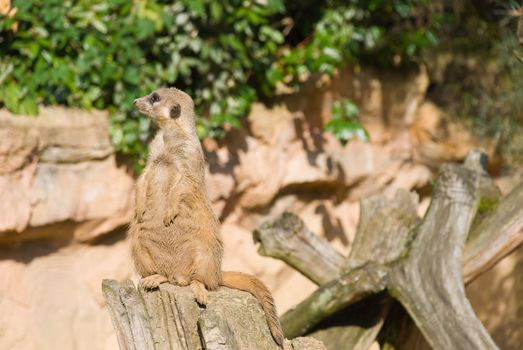 Meerkat sits and looking to the left