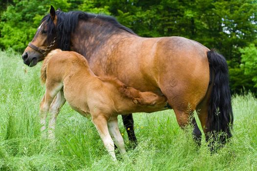 Brown foal suckling his mother on a meadow.