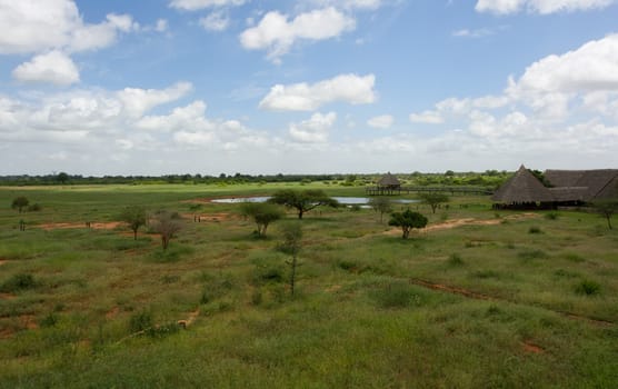 african savannah