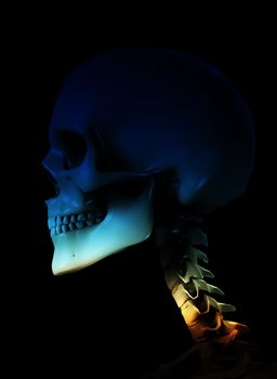 Skull for medical or Halloween concepts.