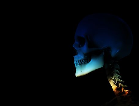 Skull for medical or Halloween concepts.