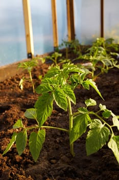 Young tomatoe plant in hothouse