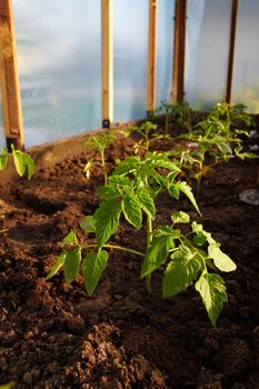 Young tomatoe plant in hothouse