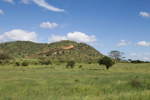 african savannah