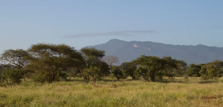 african savannah