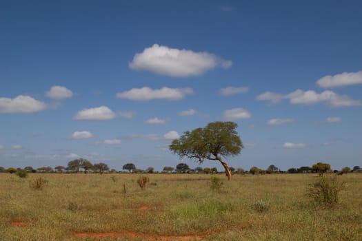african savannah