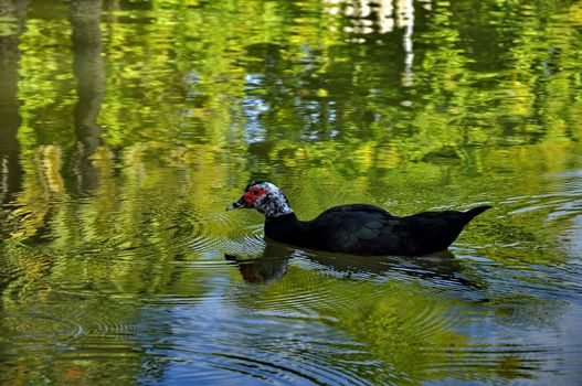 trees lake portugal park green reflection sunlight military outdoors