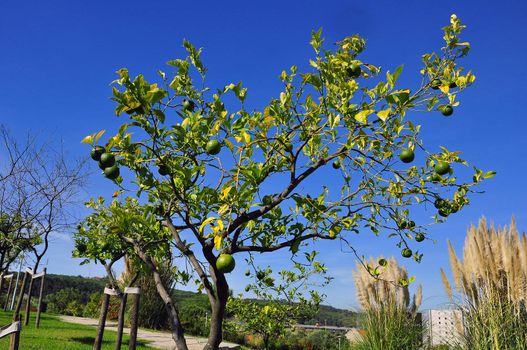 trees plants flowers botany leaf nature green day life ornamental