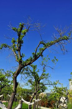 trees plants flowers botany leaf nature green day life ornamental