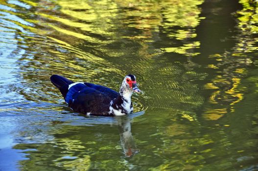 swimming wing wild lake beak feathers duck