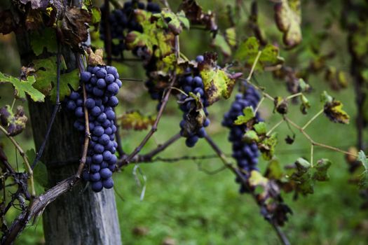 Piemonte: Italian wineyard at the beginning of October