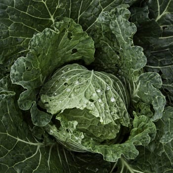 Italian cabbage, cultivated without pesticides in a local farm