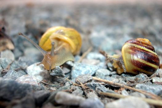 Close up of two snails meeting on the ground.