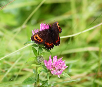 Arran brown butterfly on red clover