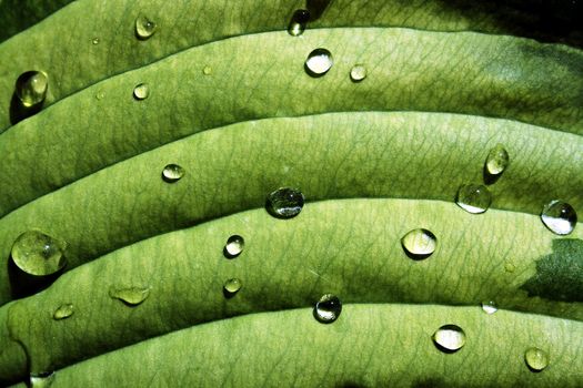 Spread out water drops on coarse leaf