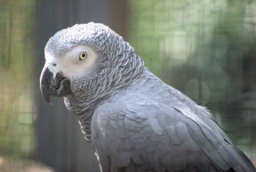 African grey parrot