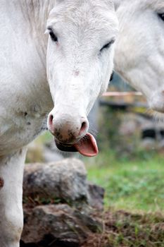 A donkey on a farm shows tongue