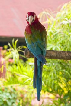 Colorful parrot, tropical bird in the Dominican Republic.
