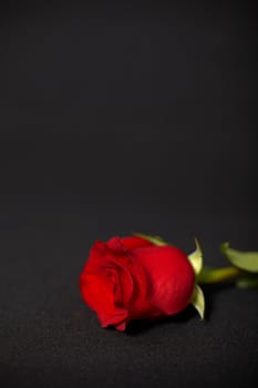 Dark composition - one rose on a dark background