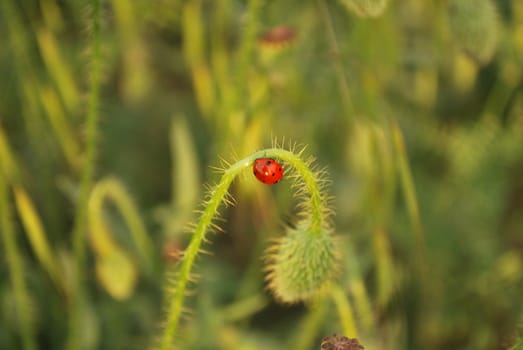 photo of lady bug on a green plant
