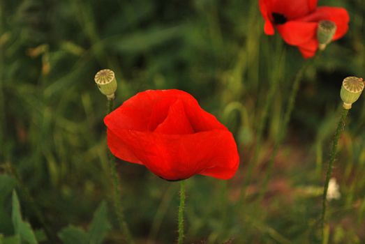 Close up of two poppies growing in a field
