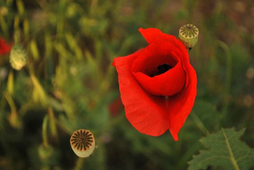 Close up of two poppies growing in a field
