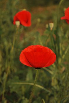 Close up of two poppies growing in a field
