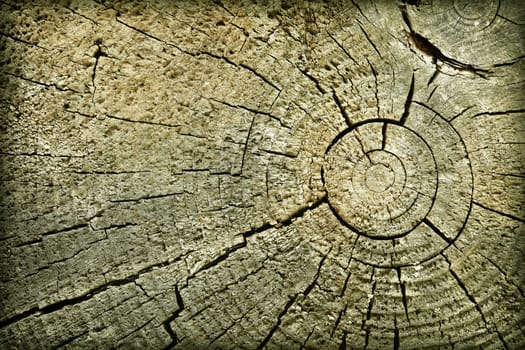 The butt of the old log with cracks