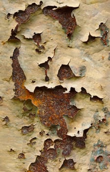 Ragged old paint on the surface of the steel wall