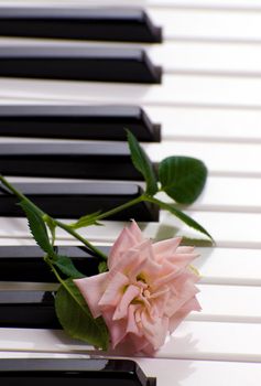 Closeup view of a piano with a rose resting on the keys