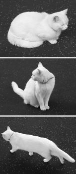 Three white cats series as a collage