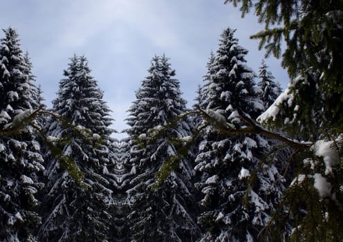 winter snow covered fir trees on blue sky background