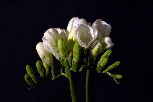 White freesia isolated on black background
